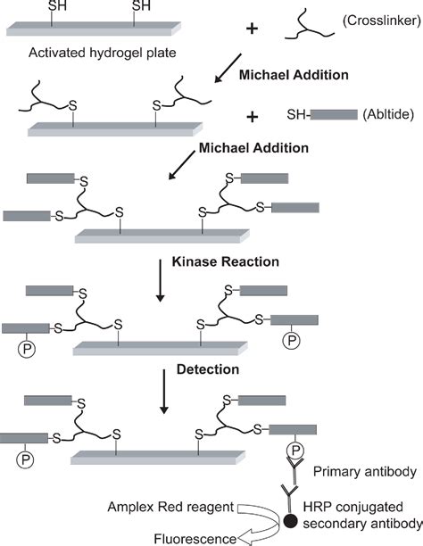 Figure 1 from A solid-phase Bcr-Abl kinase assay in 96-well hydrogel ...