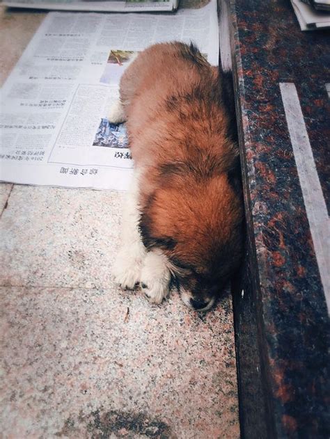 一隻雙目失明的狗狗因為害怕蜷縮在車下好心疼我把它帶回了家 每日頭條