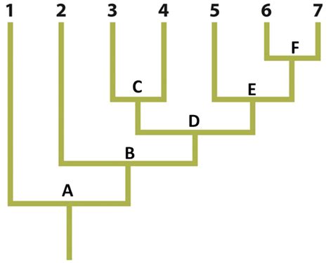 Solved Which taxon is the most complex?A.Taxon 7B.Taxon | Chegg.com