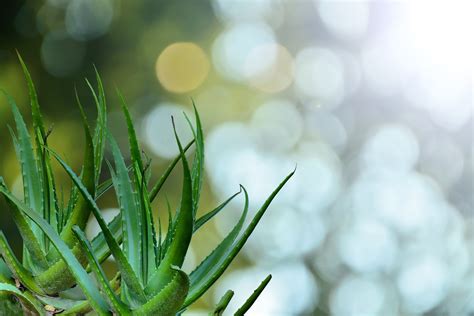 Aloe Vera: Herstellung, Wirkung und Anwendung – FLORIA