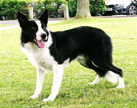 Watch: Irish sheepdog tops €8,000 at UK sale - Free