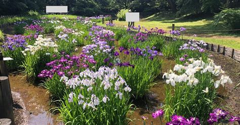 明治神宮の花菖蒲苑が見頃に｜nikotama0001