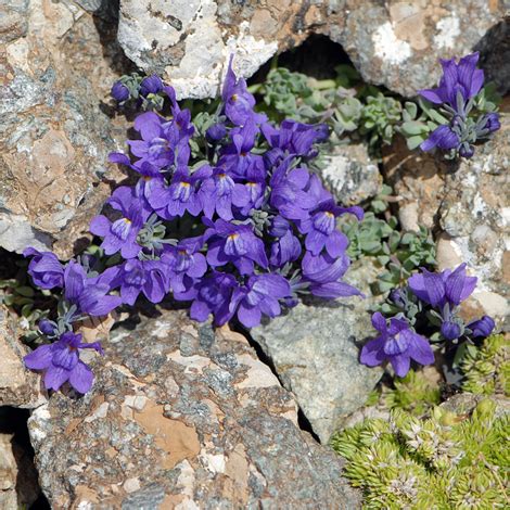 European Wild Plant: Linaria alpina Alpine Toadflax