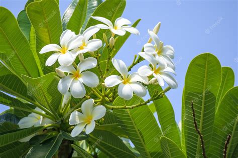 Premium Photo White Frangipani Flower Plumeria Alba With Green Leaves