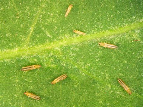 Wat Zijn Donderbeestjes Of Tripsen Tuinadvies