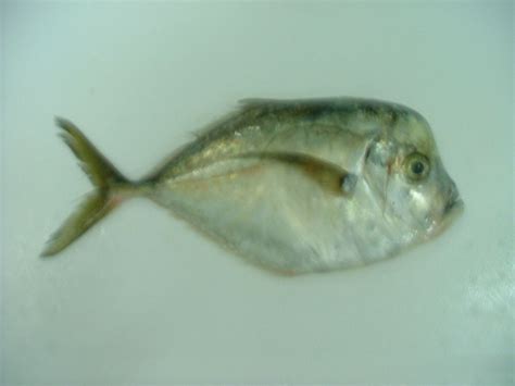 Moonfish products,New Zealand Moonfish supplier