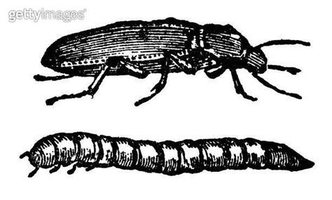 Yellow Mealworm Beetle Insect And Larva Tenebrio Molitor 19th