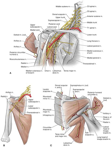 The Shoulder | Musculoskeletal Key