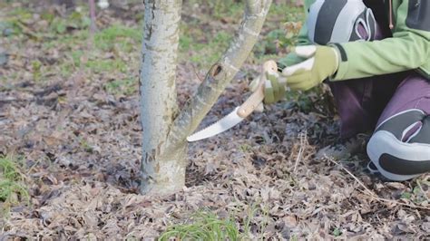 Pruning A Japanese Maple Tree With Osu Master Gardeners Youtube