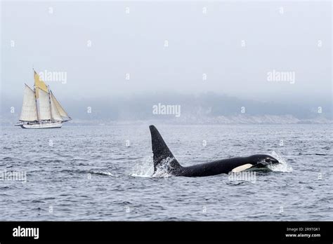 Transient Male Killer Whale Orcinus Orca Surfacing In Monterey Bay Marine Sanctuary Monterey