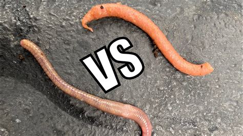 Gulp Alive Earthworms Vs Live Worms Fishing Bait Challenge Youtube