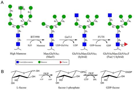 Enzymatic Synthesis Of Homogeneous IgG2 Fc Glycoforms And GDP Fucose