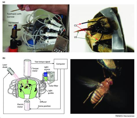 A Conditioning Of The Proboscis Extension Response Per In