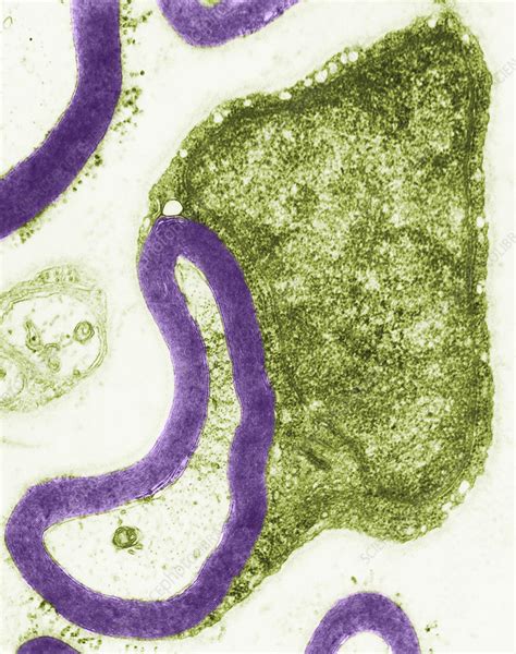 Myelinated Nerve Tem Stock Image C Science Photo Library