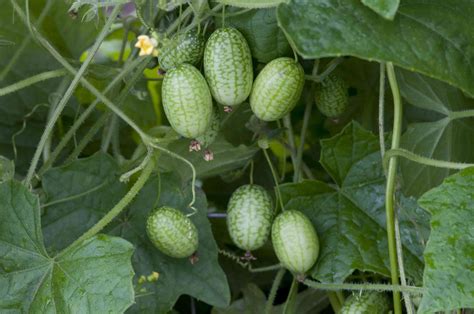 How To Grow Cucamelon Mexican Sour Gherkin