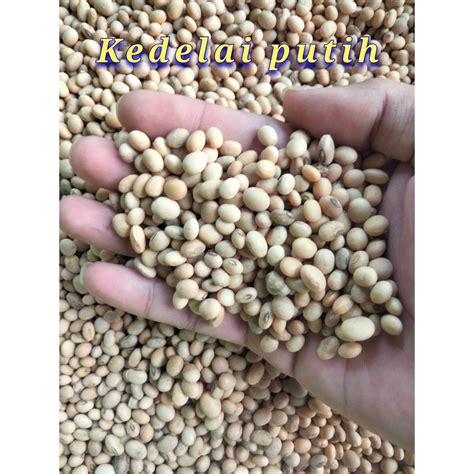 Benih Biji Kacang Kedelai Putih Kg Lazada Indonesia