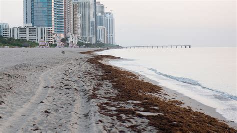 Learn about sargassum (seaweed) on Miami-Dade County beaches