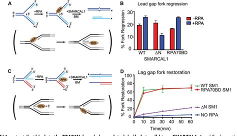 Figure From High Affinity Dna Binding Domains Of Replication Protein