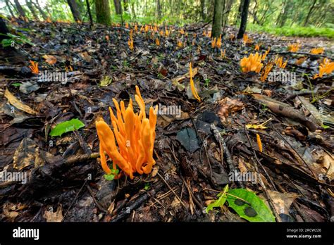 Golden Spindles Clavulinopsis Fusiformis Species Of Fairy Club Fungus