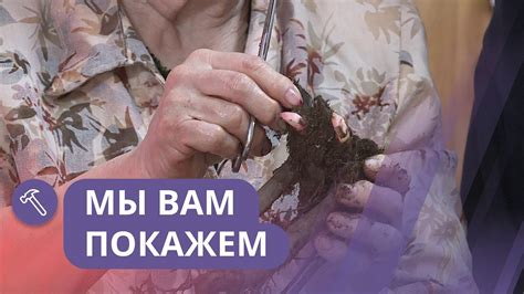 Мы вам покажем: Луковичные цветы - YouTube