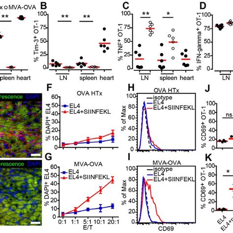 Low Killing Capacity Of Heart Ova Primed Effector Ot T Cells Is