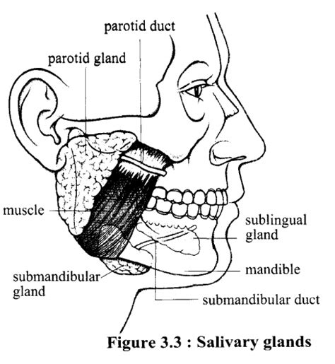 Zoology Digestive Glands