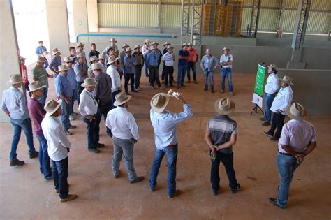 Representantes Talismã Sementes