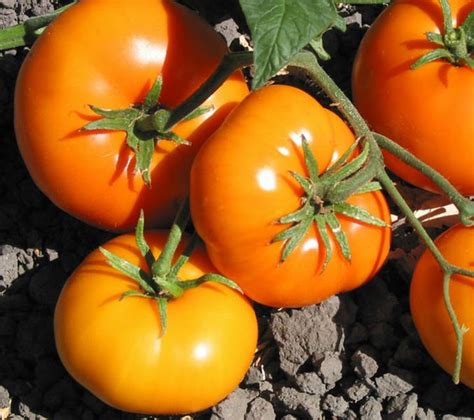 Heirloom Tomato Plants Organic Heirloom Tomato Plants,Tomato Seeds ...