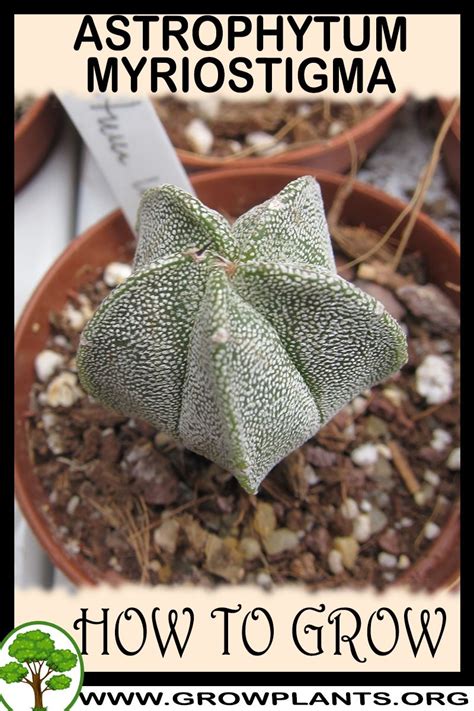 Astrophytum Myriostigma How To Grow Care