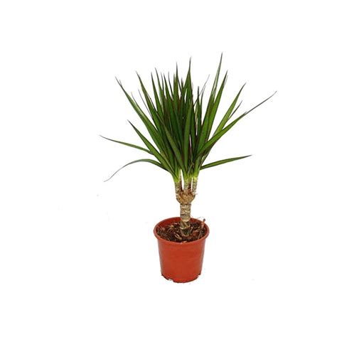 Dracaena Marginata 40 50cm Plantes Addict