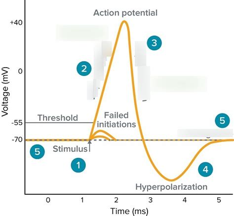 INTP 102 Action Potential Diagram Quizlet