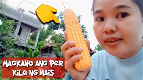 Magkano Ang Per Kilo Ng Mais Youtube