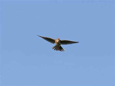 Top 60 Lark Flying Bird Wildlife Stock Photos, Pictures, and Images ...