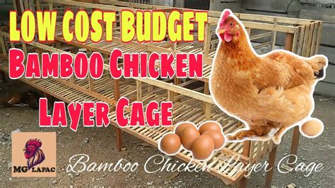 Bamboo Made Chicken Layer Cage Low Budget Cost YouTube