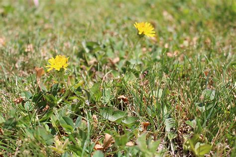 City: Residents Need to Help Control the Spread of Invasive Weeds