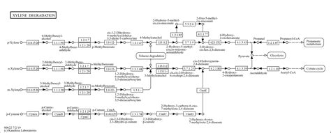 Kegg Pathway Xylene Degradation Reference Pathway