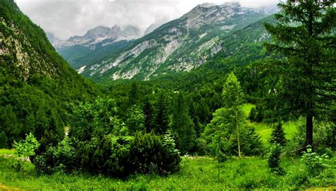 Slovenia, Mountains, Wood, Trees HD wallpaper | Wallpaper Flare