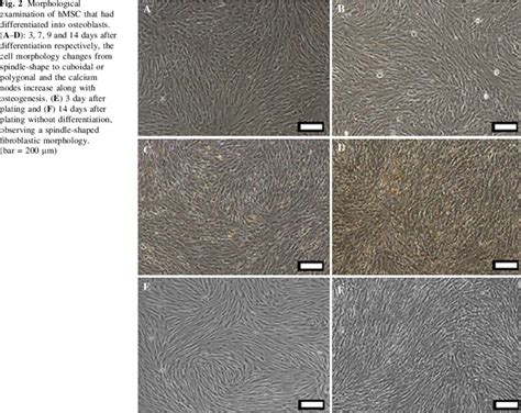 Morphological Examination Of Hmsc That Had Differentiated Into