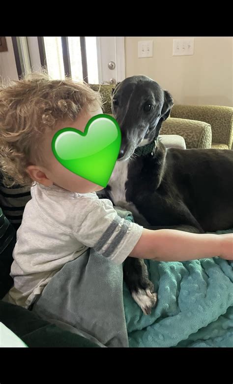 Zephyrs Little Bud Is Sick Today So Hes Being The Best Big Brothernurse He Knows Greyhound