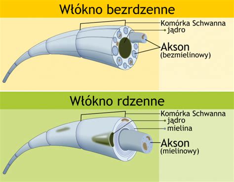 Mielinizacja Kom Rek Nerwowych Neurosensorek