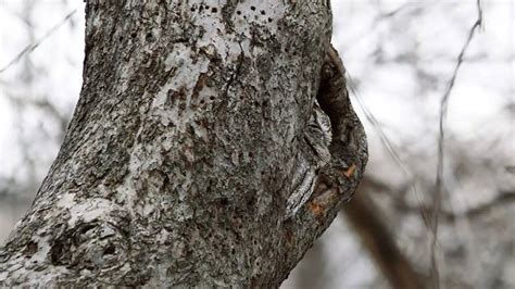 Optical Illusion Test For The Eagle Eyed Spot This Owl In 6 Seconds