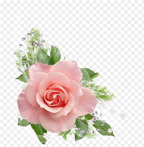 Pink Rose Png Transparent Picture Pink Roses Png Transparent 673x845