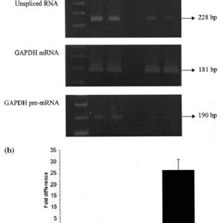 Rt Pcr Analysis Of Nuclear And Cytoplasmic Unspliced Viral Rna