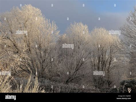 Heavily Frosted Trees After Days Of Freezing Fog At Inverness Scottish