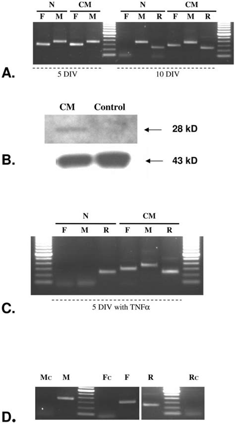 Rt Pcr And Western Blot Analysis Of C Flip In Purified Rgcs A