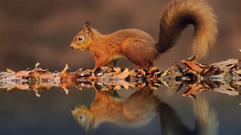 Autumn Squirrel Wallpapers - Wallpaper Cave