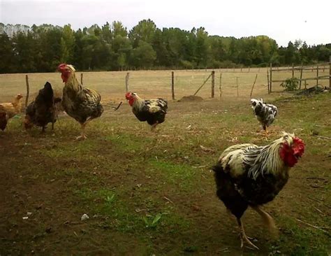 Gallinas De Raza 】características Alimentación Crianza Y Más