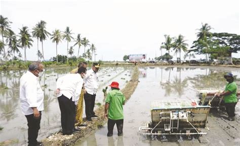 Lewat Terobosan Ip Mentan Syl Dorong Petani Bone Tingkatkan