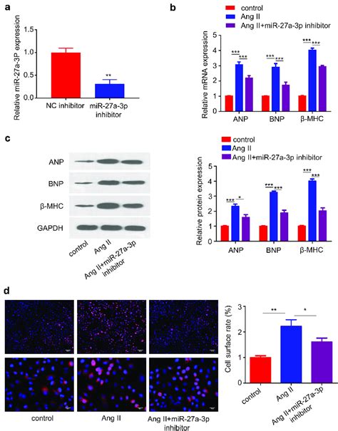 MiR 27a 3p Inhibition Suppresses Ang II Induced Cardiac Hypertrophy