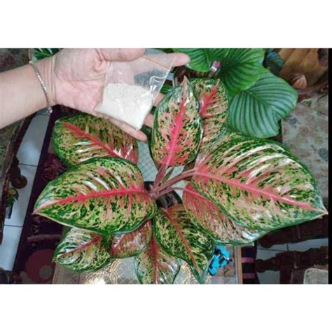 Jual Pupuk Organik Penyubur Tanaman Hias Daun Jd Jumbo Perangsang